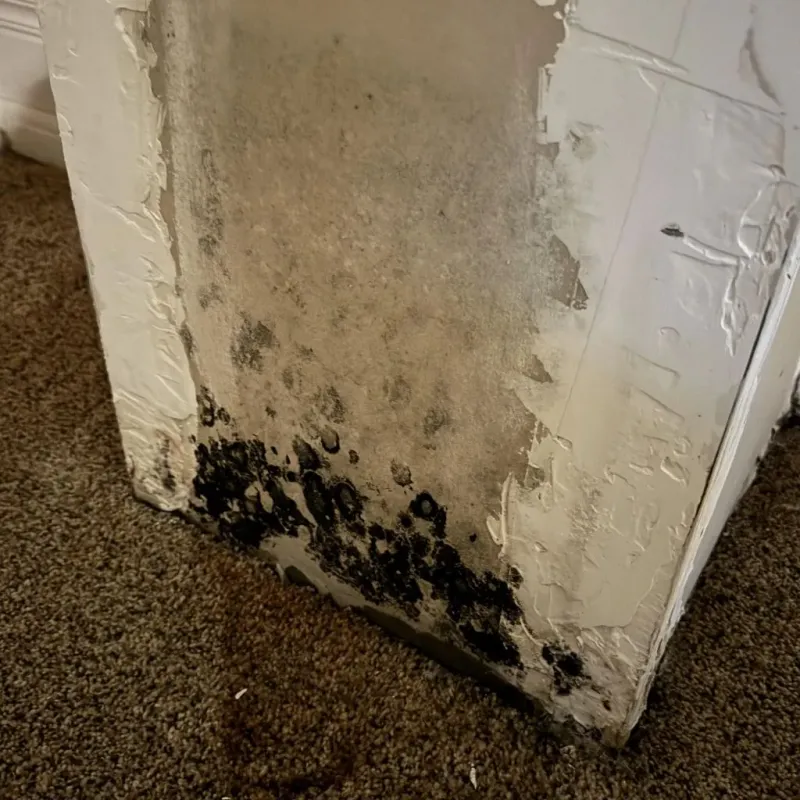 Professional Mold Removal in Demorest, GA
